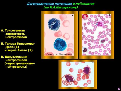 Значение слабой лейкоцитарной реакции