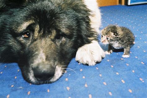 Значение снов, в которых представлено соперничество между собакой и кошкой