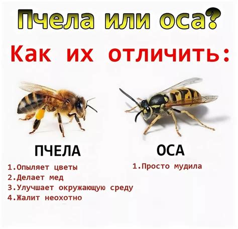 Значение сновидений: За что отвечают пчелы и осы?