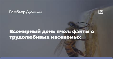 Значение сновидения, в котором в пристанище женщины замечает скопление трудолюбивых насекомых