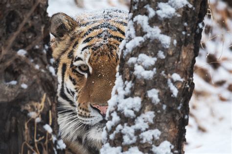 Значение сновидения: могущественный рев Амурского тигра