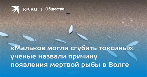 Значение сновидения: причины появления мертвой рыбы в руках