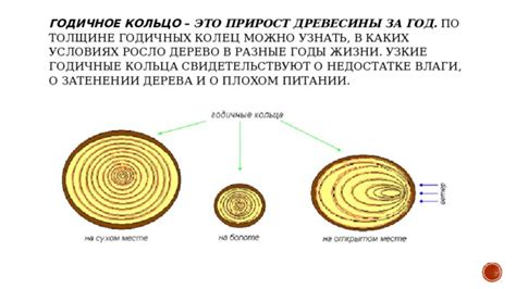 Значение сновидения о питании плодами дерева