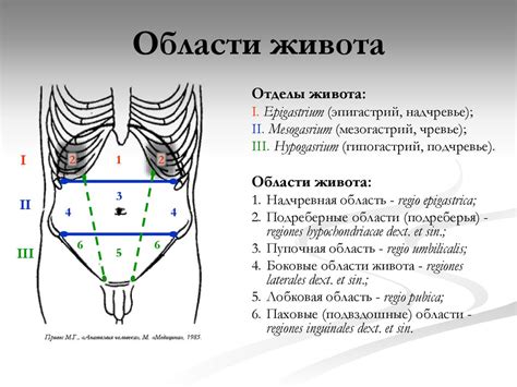 Значение сновидения о шве на животе: разнообразие возможных интерпретаций