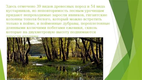 Значение снов о густой заросли древесных стволов: основополагающая интерпретация