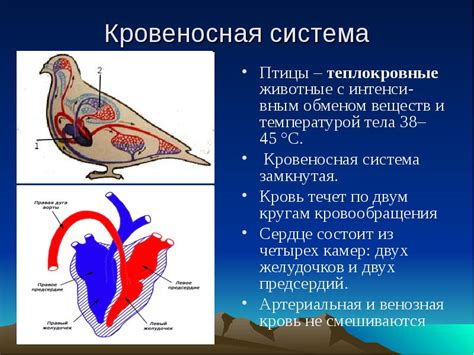 Значение снов о сердце животного в психологии