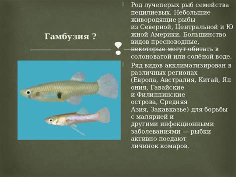 Значение солоноватой рыбы во сновидении для супруги: предвещает измены или разочарование в брачных узах