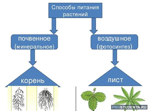 Значение сопутствующей флоры для организма