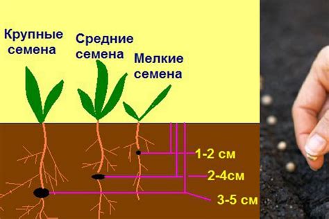 Значение стратификации семян для успешного посева