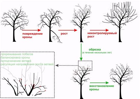 Значение струящихся ветвей берез