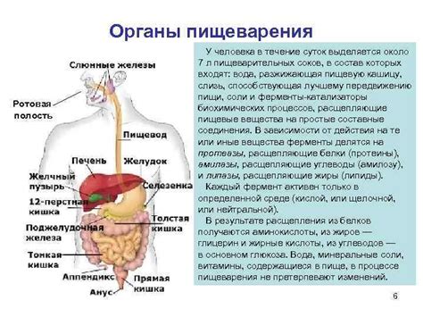 Значение сфинктеров тоничных для организма