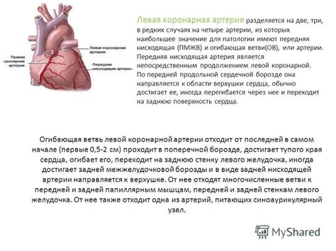 Значение типа кровоснабжения сердца правый