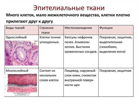 Значение тиреоидного эпителия: основные аспекты и функции