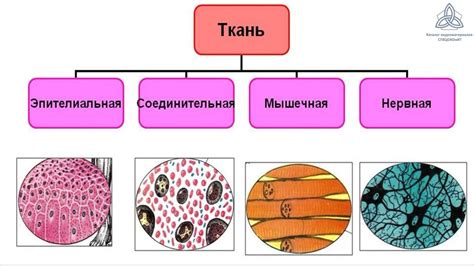 Значение тканей животных: применение в разных отраслях