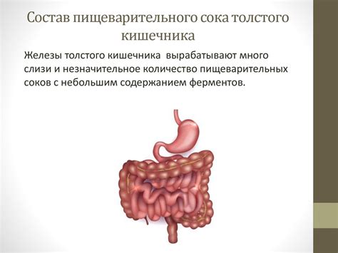 Значение толстого кишечника