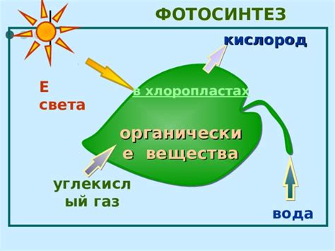 Значение тургорного давления в фотосинтезе