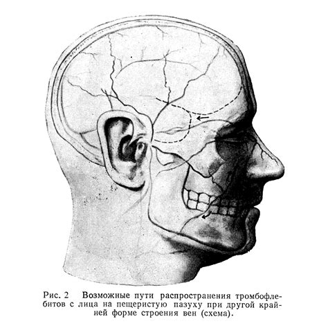 Значение узкого подбородка: разбираемся в строении лица