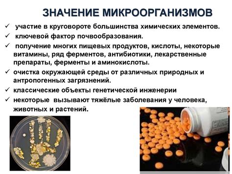 Значение умеренного количества микроорганизмов