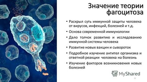 Значение фагоцитоза для организма человека