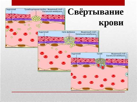 Значение фибриногена для организма