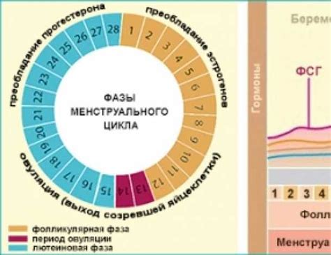 Значение физической активности: как тренировки влияют на регулярность месячных