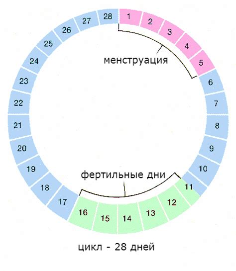 Значение фолликуларной фазы для женщин