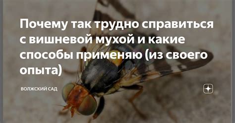 Значение фразы "под мухой" и способы ее использования