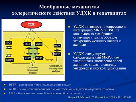 Значение холеретического действия в медицине