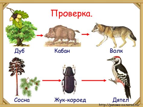 Значение хордовых животных в пищевой цепи