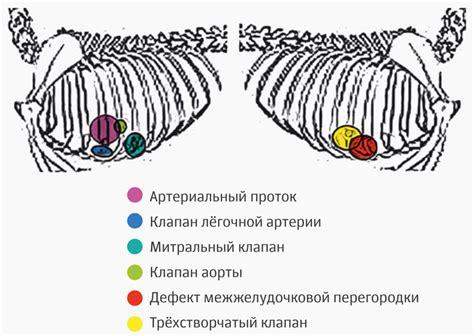 Значение цвета ленты у щенков