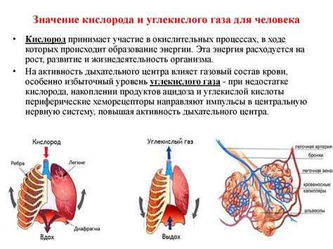 Значение центрального кислорода для органов и систем