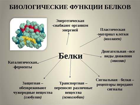 Значение церебрального белка в организме