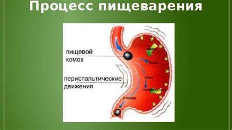 Значение цибули для организма