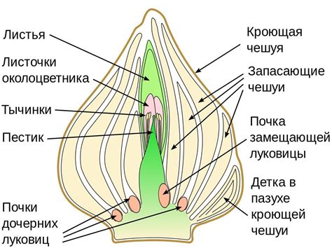 Значение черной волосяной луковицы в лечебных целях