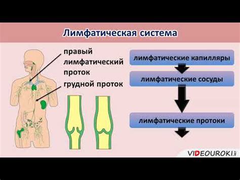 Значение чистки лимфы для организма и его здоровья