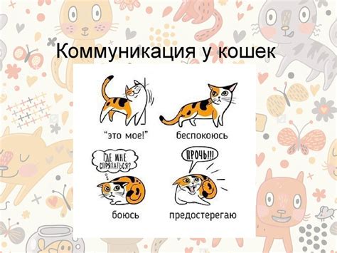 Значение щурения для кошек: коммуникация и выражение эмоций