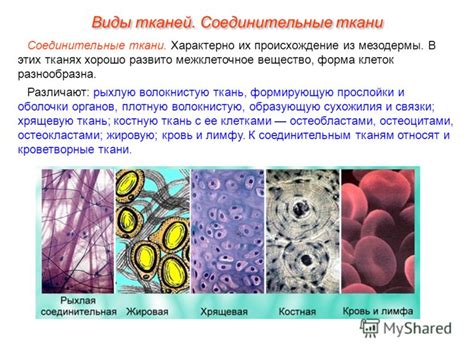 Значение эмбриональной ткани для формирования органов и систем