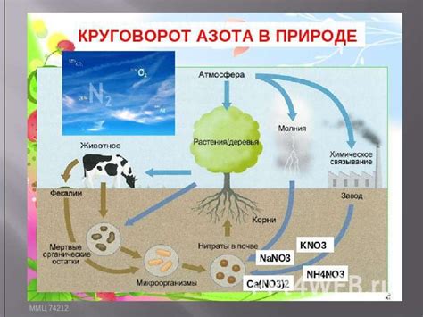 Значения азота в природе и промышленности