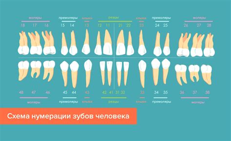 Значения и интерпретации показа зубов кому-то