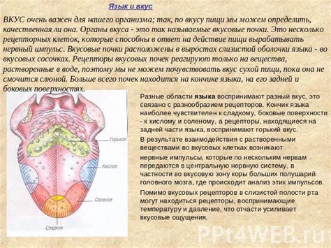 Значимость вкуса для нашего организма