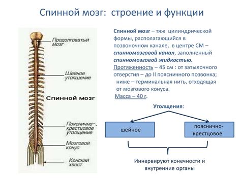 Значимость интактного спинного мозга для проприоцепции и чувствительности