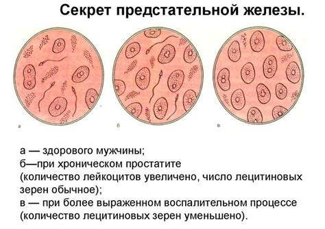 Значимость лецитиновых зерен для организма