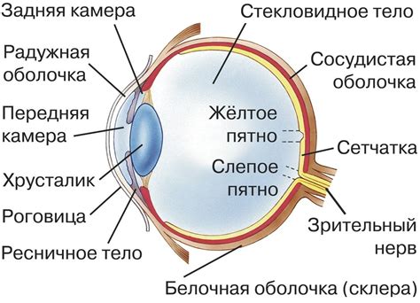 Значимость правильной сферы для зрения