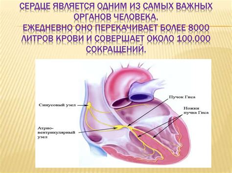 Значимость проводящей системы