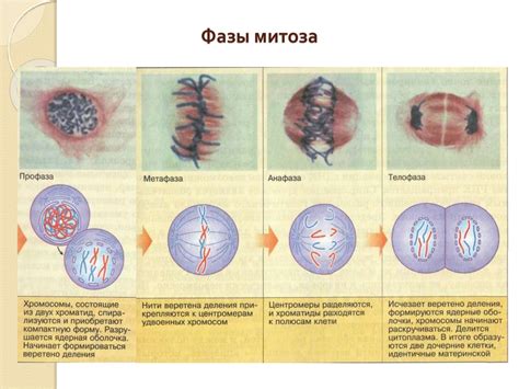 Значимость прямого деления клетки для организма