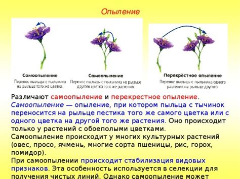 Значимость самоопыления для размножения растений