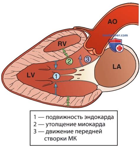 Значимость систолической функции миокарда левого желудочка для организма