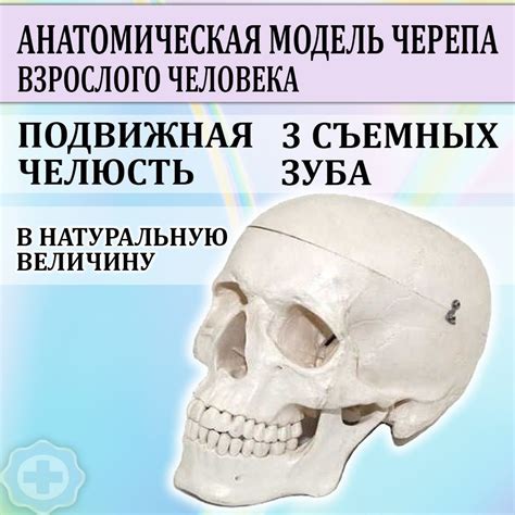 Значимость снов с неопрятными зубами в здоровье человека в медицинском контексте