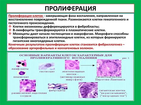 Значимость эпителия цервикального канала