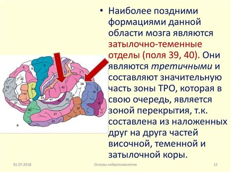 Зона мозга: не третичная структура